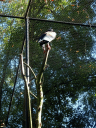 Bateleur at the Kasteelpark Born zoo