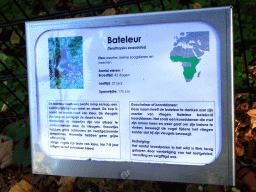 Explanation on the Bateleur at the Kasteelpark Born zoo