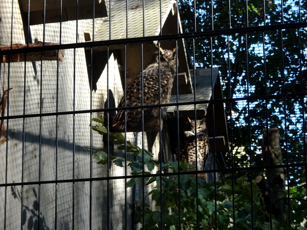 Owl at the Kasteelpark Born zoo