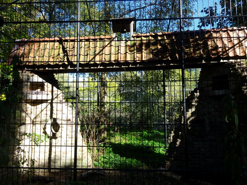 Barn Owl at the Kasteelpark Born zoo