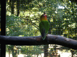 Lovebird at the Kasteelpark Born zoo