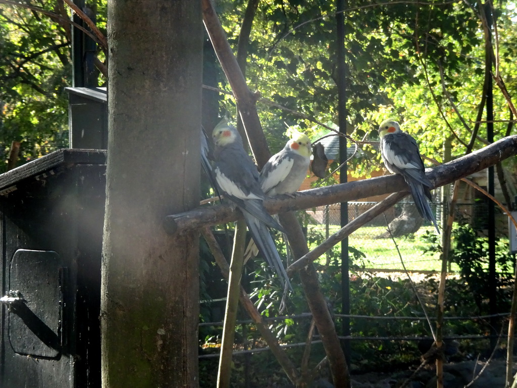 Parakeets in the walk-in aviary at the Kasteelpark Born zoo