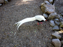 Silver Pheasant in the walk-in aviary at the Kasteelpark Born zoo