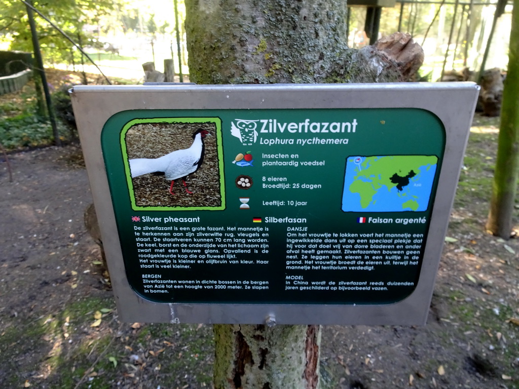 Explanation on the Silver Pheasant in the walk-in aviary at the Kasteelpark Born zoo