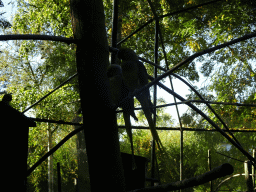 Parrots in the walk-in aviary at the Kasteelpark Born zoo