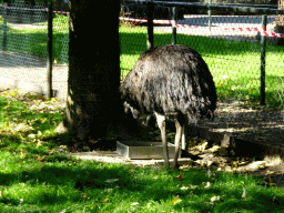 Ostrich at the Kasteelpark Born zoo