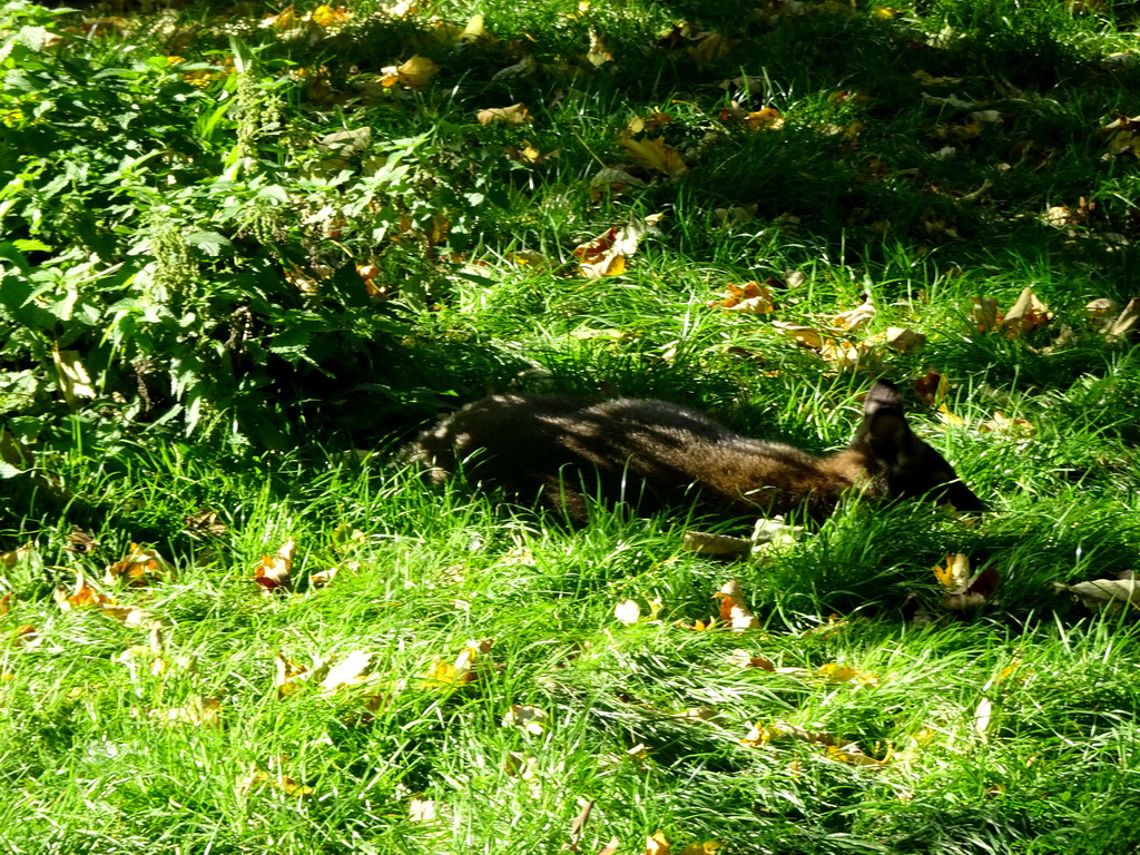 Wallaby at the Kasteelpark Born zoo