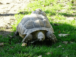 Tortoises at the Kasteelpark Born zoo