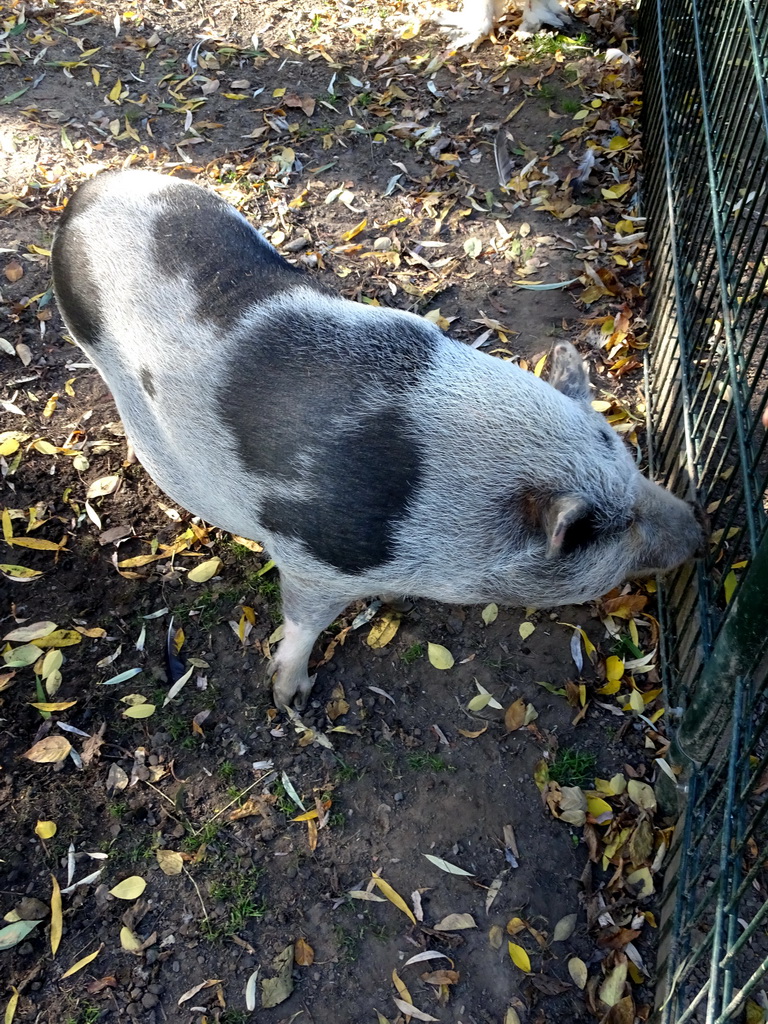 Göttingen Minipig at the Kasteelpark Born zoo