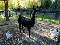Llama and chickens at the Kasteelpark Born zoo