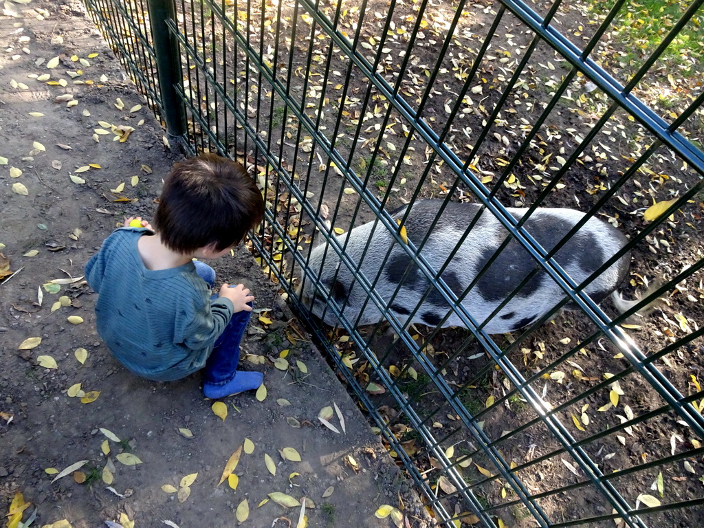 Max with a Göttingen Minipig at the Kasteelpark Born zoo