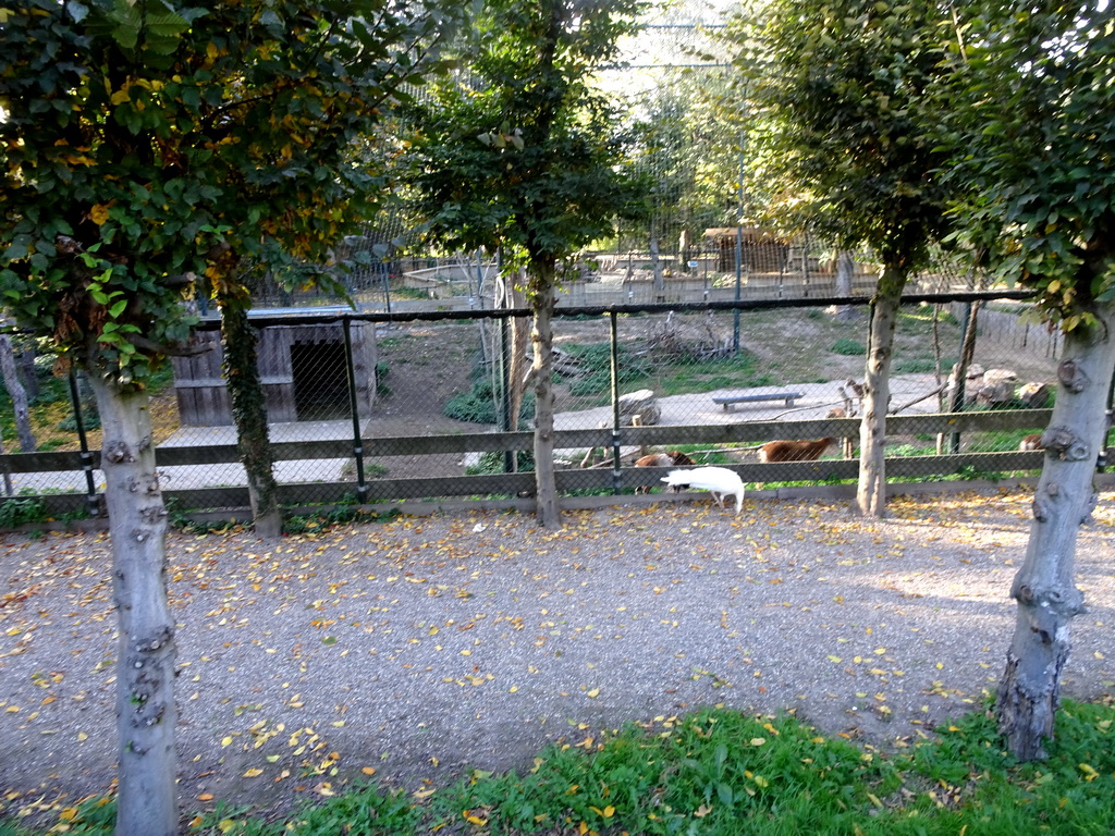 Mouflons and bird at the Kasteelpark Born zoo