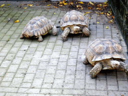 Tortoises at the Kasteelpark Born zoo