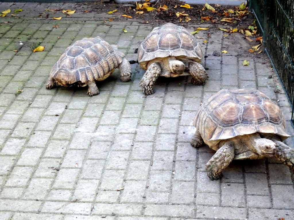 Tortoises at the Kasteelpark Born zoo