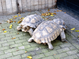 Tortoises at the Kasteelpark Born zoo