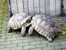 Tortoises at the Kasteelpark Born zoo