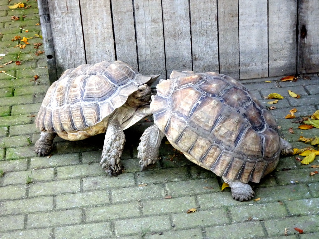 Tortoises at the Kasteelpark Born zoo