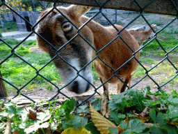 Mouflon at the Kasteelpark Born zoo
