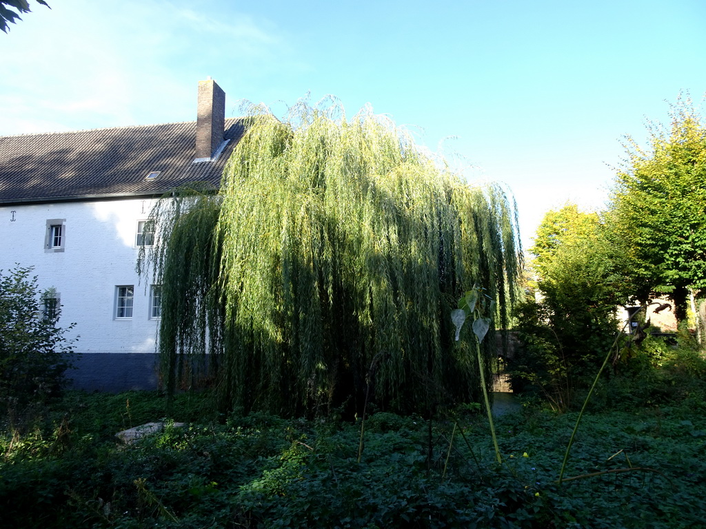 Tree at the south side of the former Town Hall, viewed from the Kasteelpark Born zoo