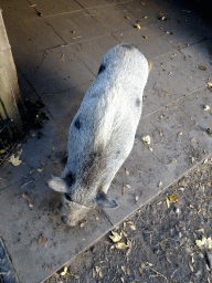 Göttingen Minipig at the Kasteelpark Born zoo