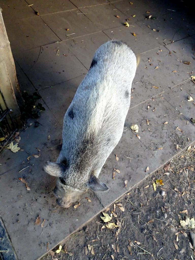 Göttingen Minipig at the Kasteelpark Born zoo