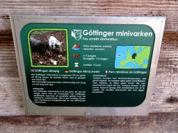 Explanation on the Göttingen Minipig at the Kasteelpark Born zoo