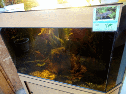 Axolotls in the Kriebelhuis `t Doezendpuëtje building at the Kasteelpark Born zoo, with explanation