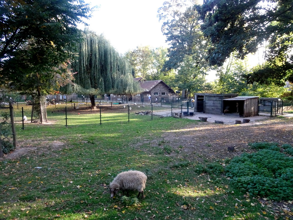 Sheep and chickens at the Kasteelpark Born zoo