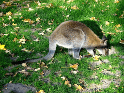 Wallaby at the Kasteelpark Born zoo