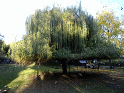 Tree and birds at the Kasteelpark Born zoo