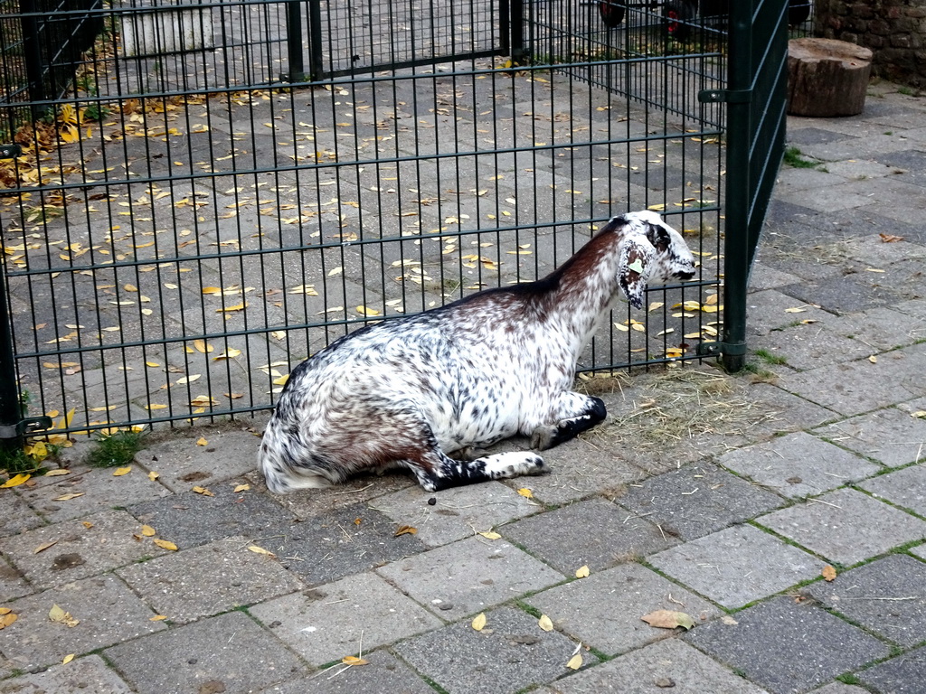 Goat at the Kasteelpark Born zoo