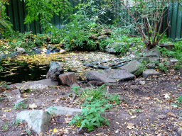 Asian Small-clawed Otters at the Kasteelpark Born zoo