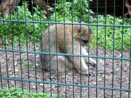 Barbary Macaque at the Kasteelpark Born zoo
