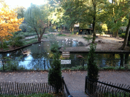 Flamingos at the Kasteelpark Born zoo