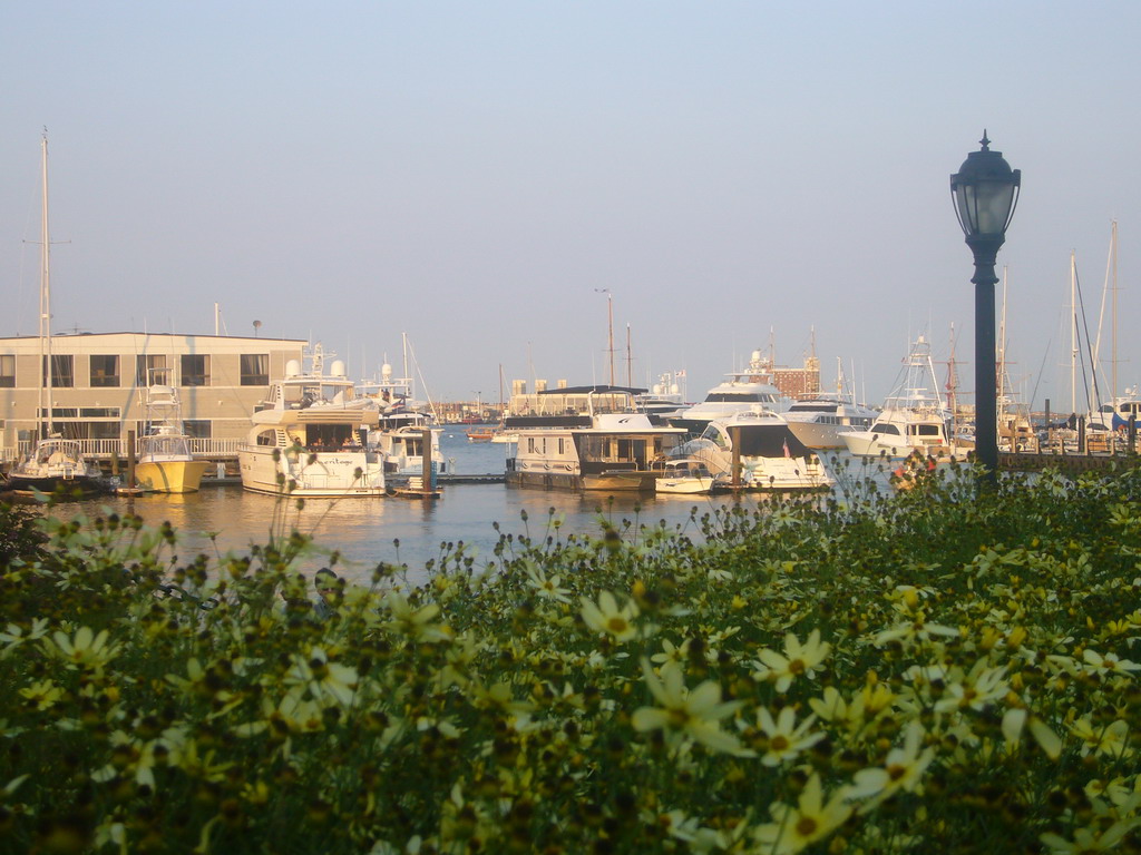 The harbour and flowering plants, from Christopher Columbus Park