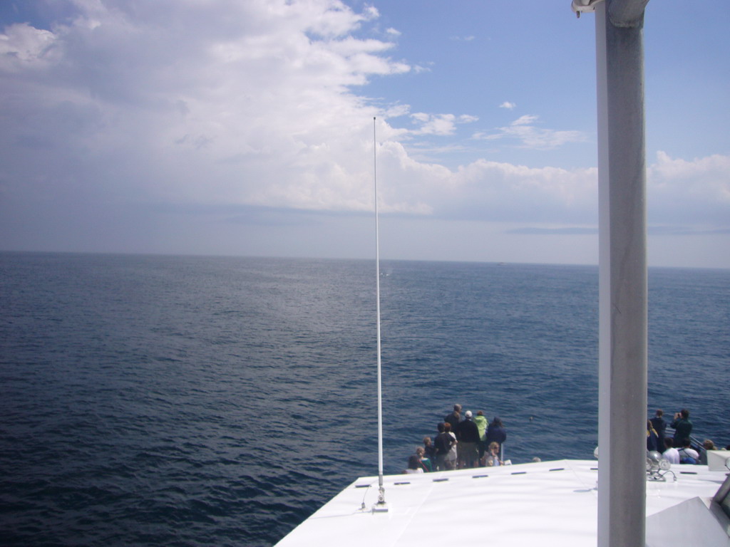 Whale in the Massachusetts Bay, from the Whale Watch boat