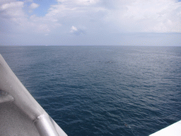 Whale in the Massachusetts Bay, from the Whale Watch boat