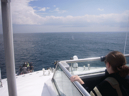 Whale in the Massachusetts Bay, from the Whale Watch boat