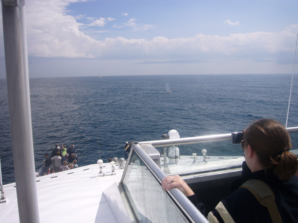 Whale in the Massachusetts Bay, from the Whale Watch boat