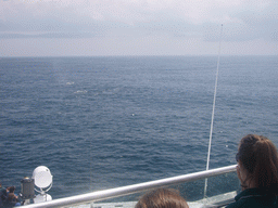 Whale in the Massachusetts Bay, from the Whale Watch boat