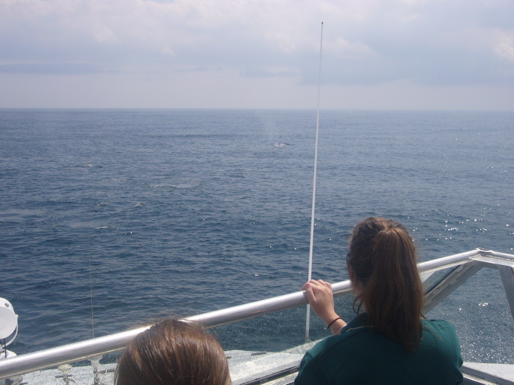 Whale in the Massachusetts Bay, from the Whale Watch boat