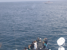 Whale and boat in the Massachusetts Bay, from the Whale Watch boat