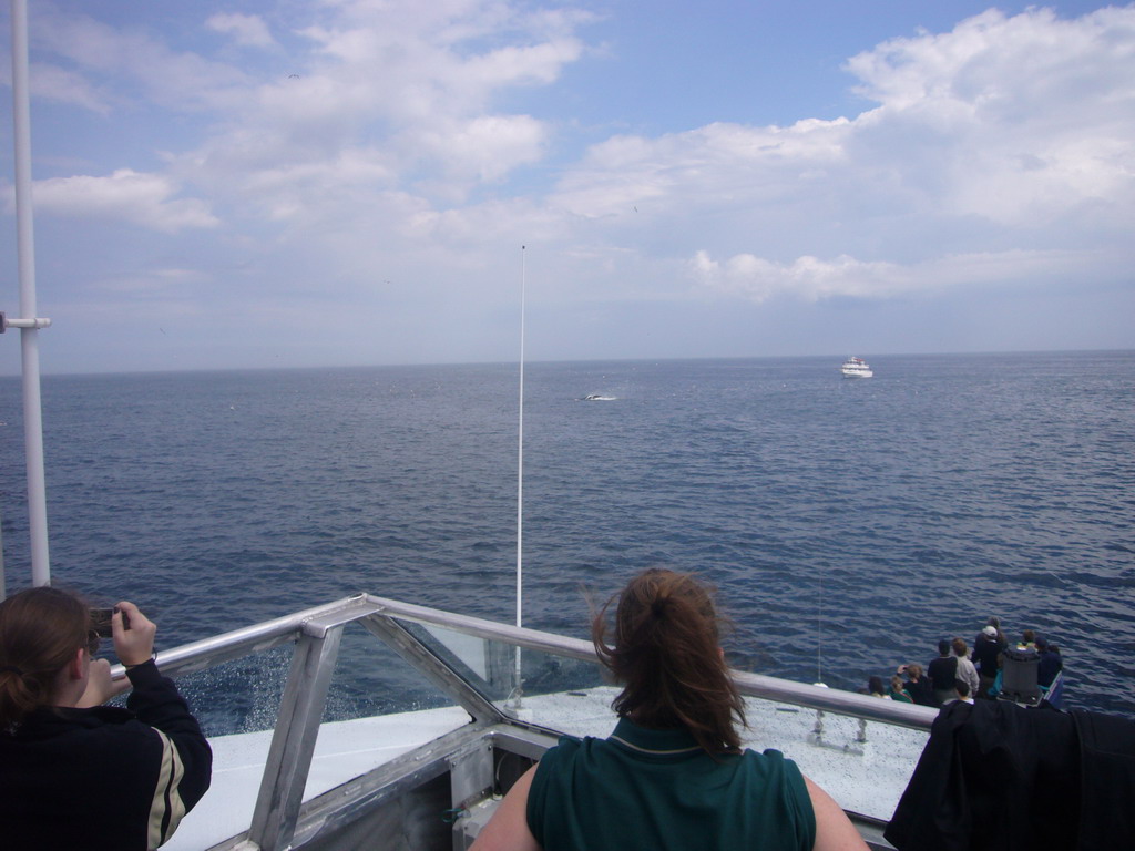 Whale and boat in the Massachusetts Bay, from the Whale Watch boat