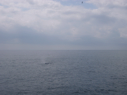 Whale in the Massachusetts Bay, from the Whale Watch boat