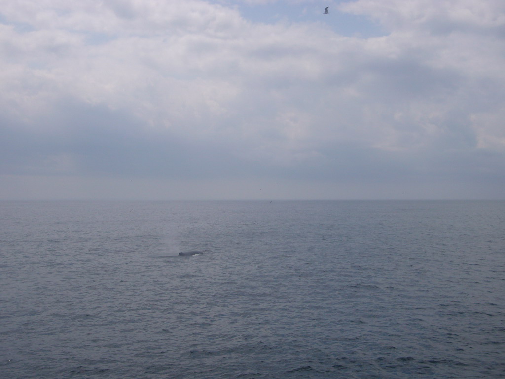 Whale in the Massachusetts Bay, from the Whale Watch boat