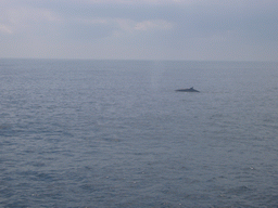 Whale in the Massachusetts Bay, from the Whale Watch boat