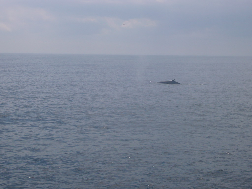 Whale in the Massachusetts Bay, from the Whale Watch boat