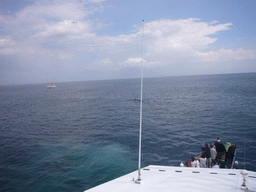 Whale and boat in the Massachusetts Bay, from the Whale Watch boat