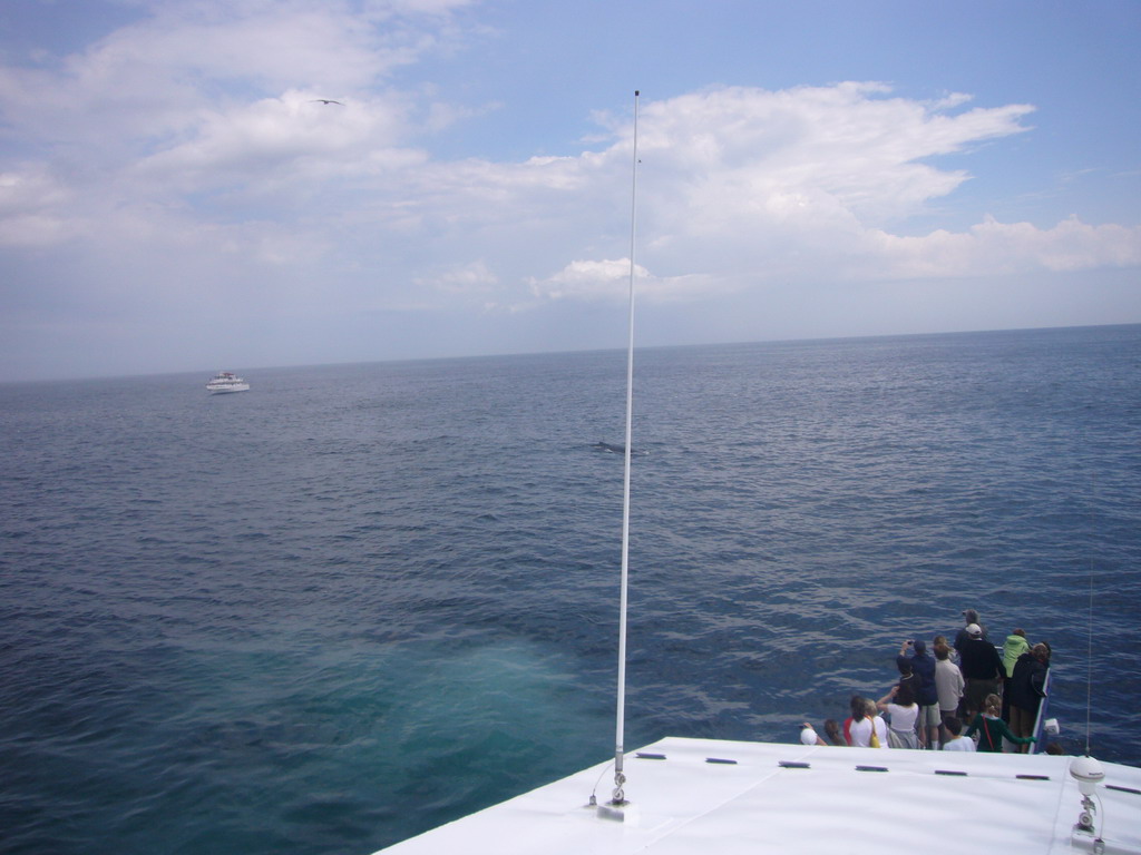 Whale and boat in the Massachusetts Bay, from the Whale Watch boat