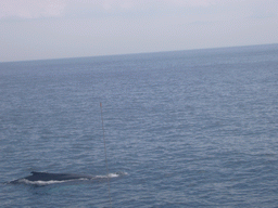 Whale in the Massachusetts Bay, from the Whale Watch boat